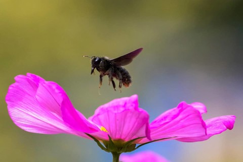 Violet carpenter bee