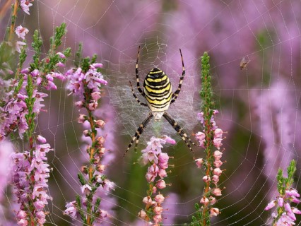 Wasp spider