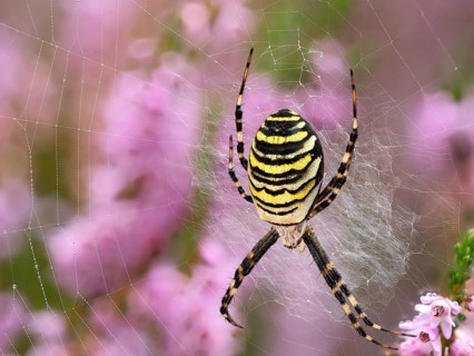 Wasp spider