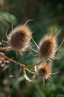 Weber's cardoon