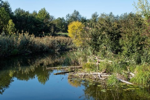 Alluvial landscape