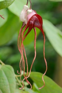 Aristolochia tricaudata