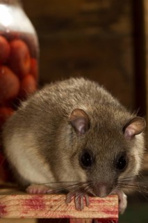 Fat dormouse