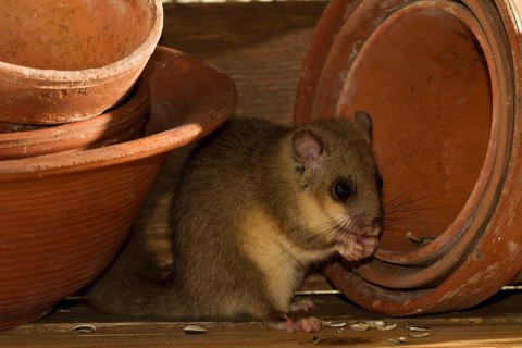 Edible dormouse