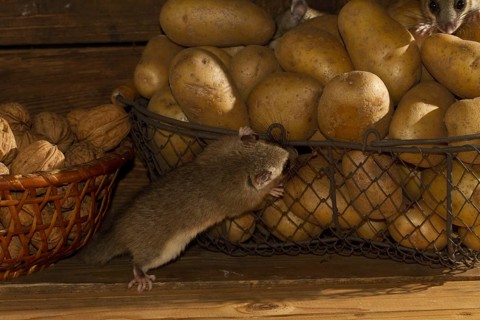 Edible dormouse