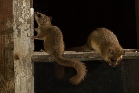 Edible dormouse