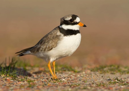 Ringed Plover