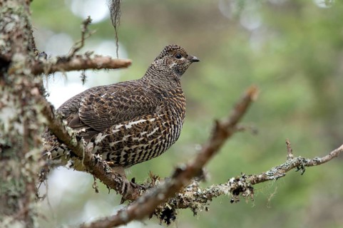 Spruce Grouse