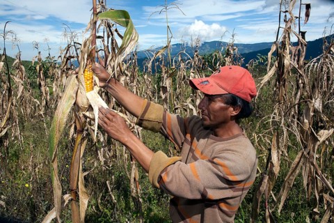 Farmer in maize field