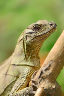 Amboina sail finned lizard