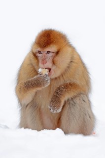 Barbary macaque