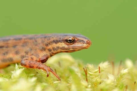 Common newt