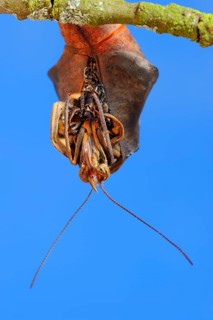Owl butterfly