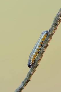 Orthosia cruda
