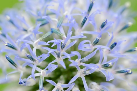 Small Globe Thistle