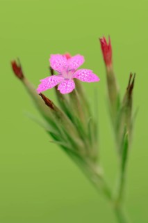 Tufted carnation
