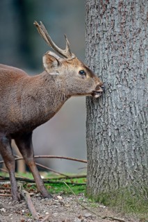 Hog deer