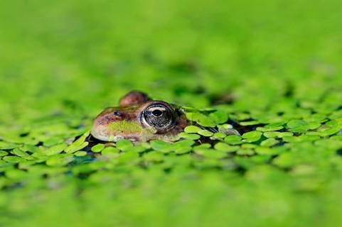 Water frog in Common duckweed