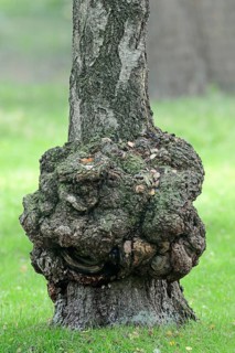Proliferation on warty birch