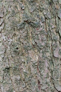 European larch