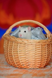 Coloured rat in basket
