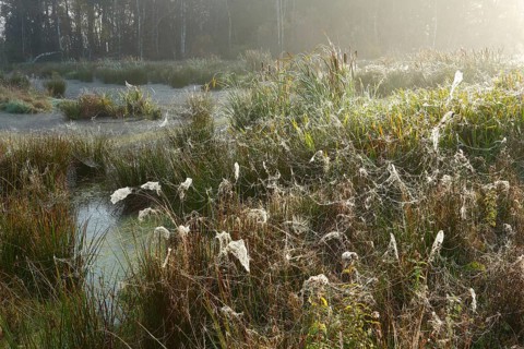 Moor pond