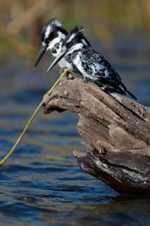 Pied king fisher
