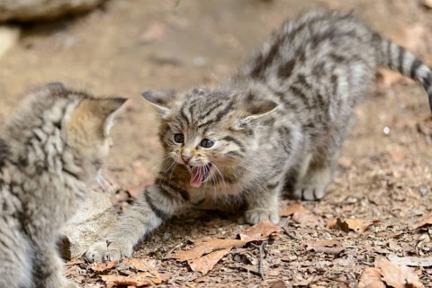 European Wildcats