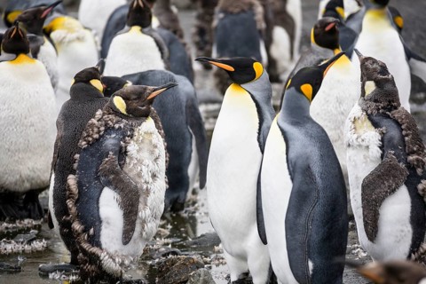 King penguins