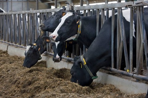 Domestic cattle