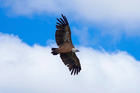 Vulture
