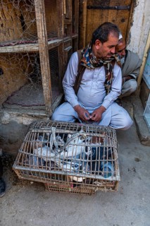 Birds for sale