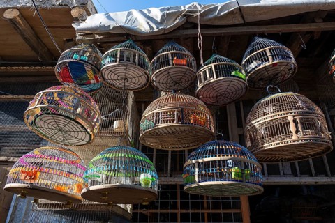 Birds for sale