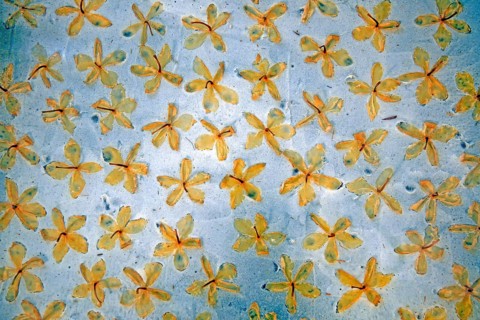 Flowers preserved in animal fat to extract the fragrance