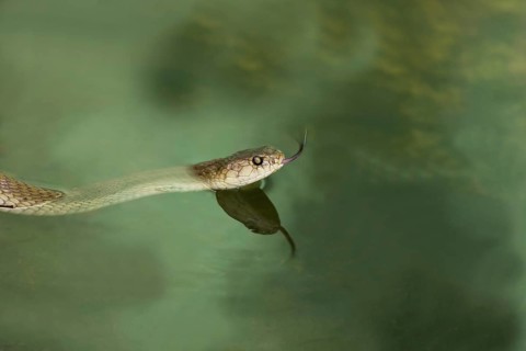 Chinese rat snake