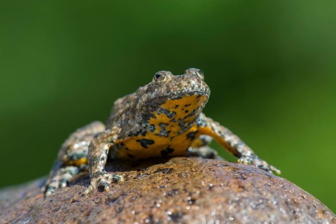 Yellow-bellied toad