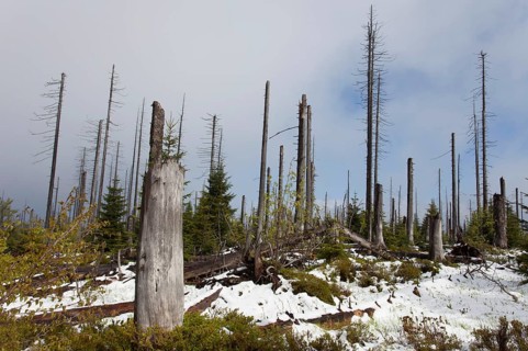 Dead mountain spruces at Lusen