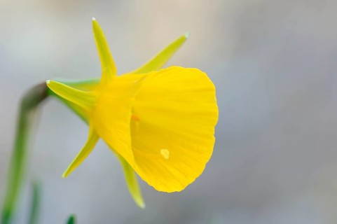 Hoop skirt narcissus