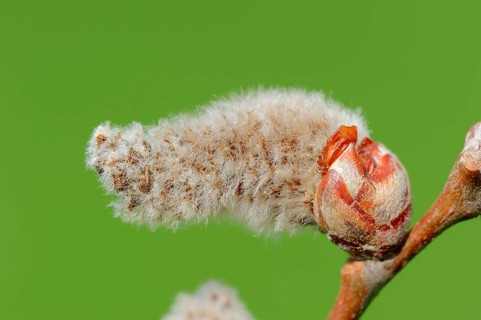 Grey Poplar
