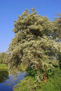 Common Common hawthorn