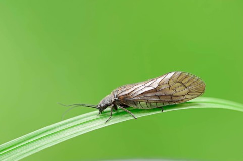 Alderfly