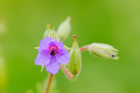 Common Stork's-Bill