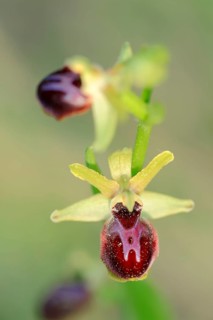 Early Spider Orchid t