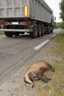 Dead badger