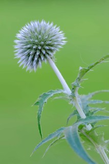 Small Globe Thistle