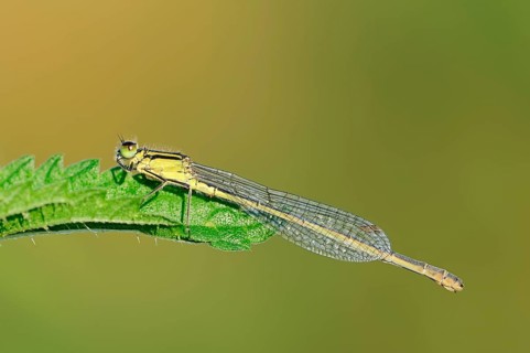 Blue-tailed damselfly