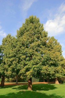 Bald cypress