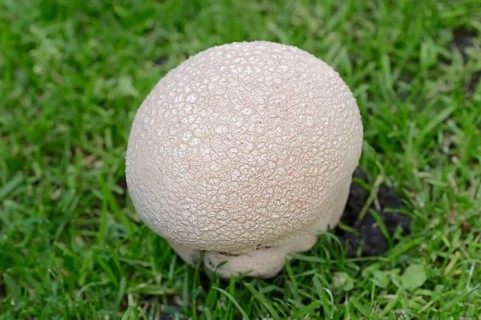 Mosaic Puffball