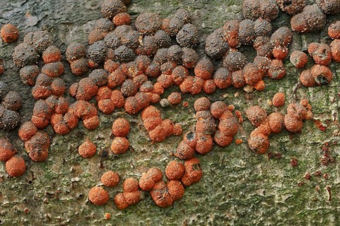 Beech Woodwart