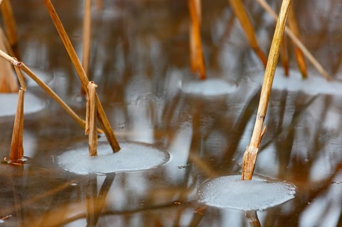 Reed